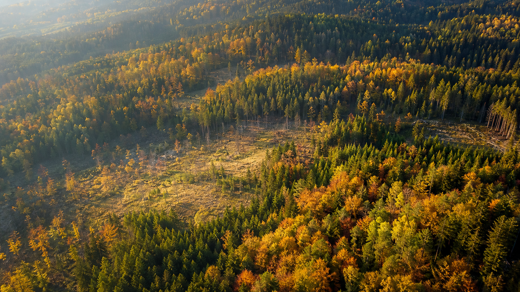 The whole forest seen from the air