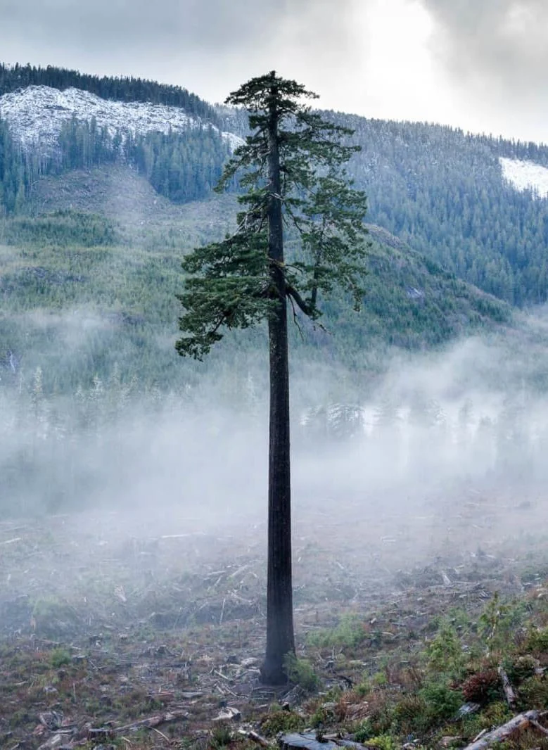 A single whole tree